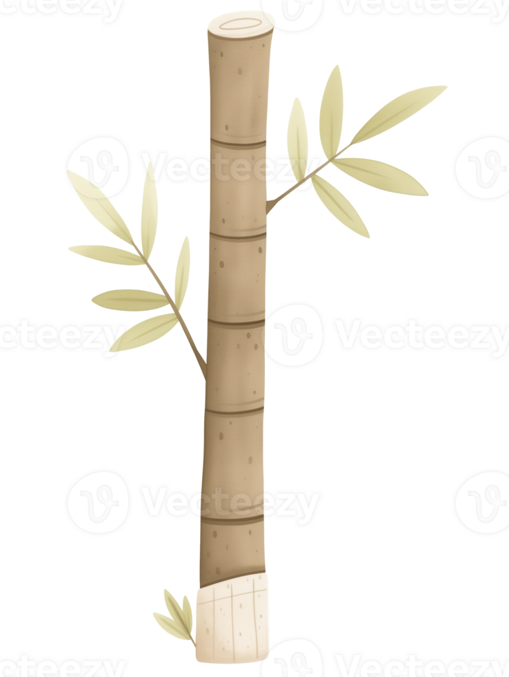 Bamboo stalk with green leaves growing in a natural setting showcasing plant life during daylight hours png