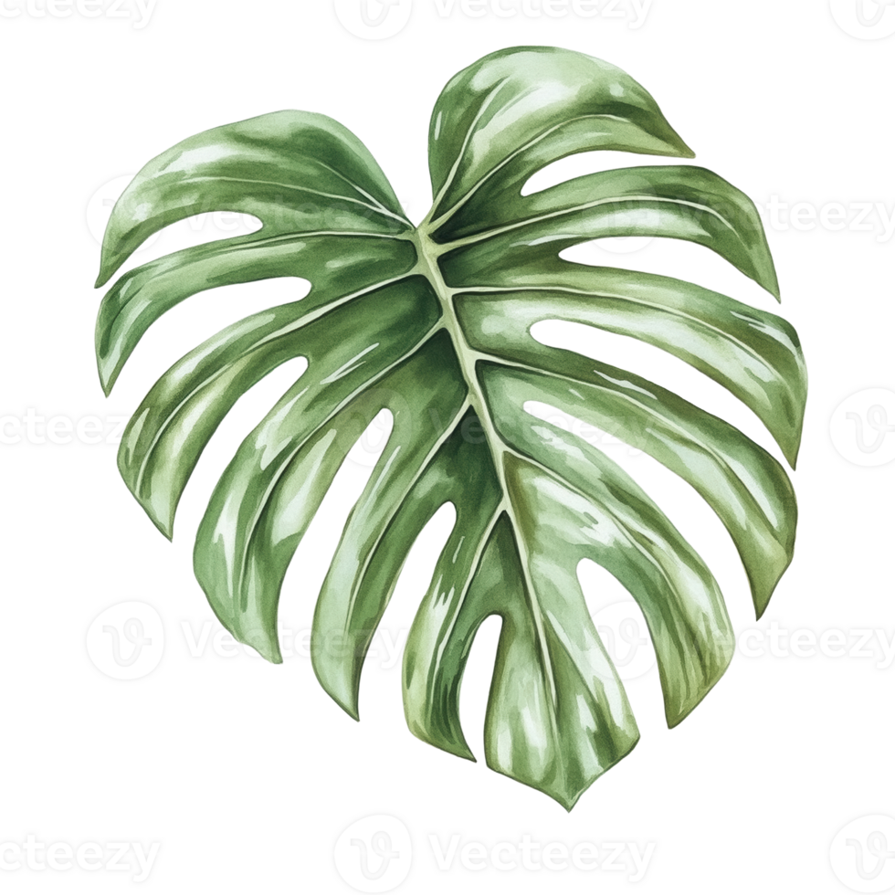 Monstera leaf illustration with detailed veins and vibrant green colors creating a lush botanical aesthetic png