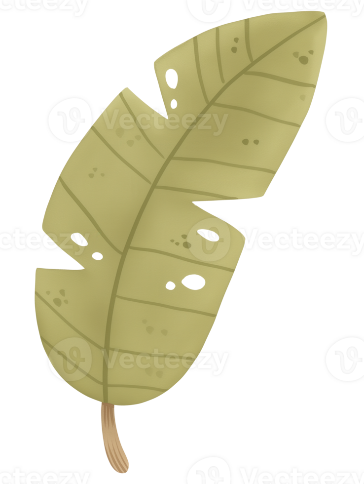 Green tropical leaf with distinctive shapes and textures against a plain background in a minimalistic design png