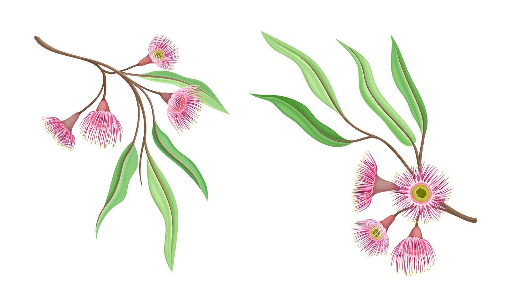 Spring pink flowers and oblong leaves set. Summer or spring wildflowers illustration vector