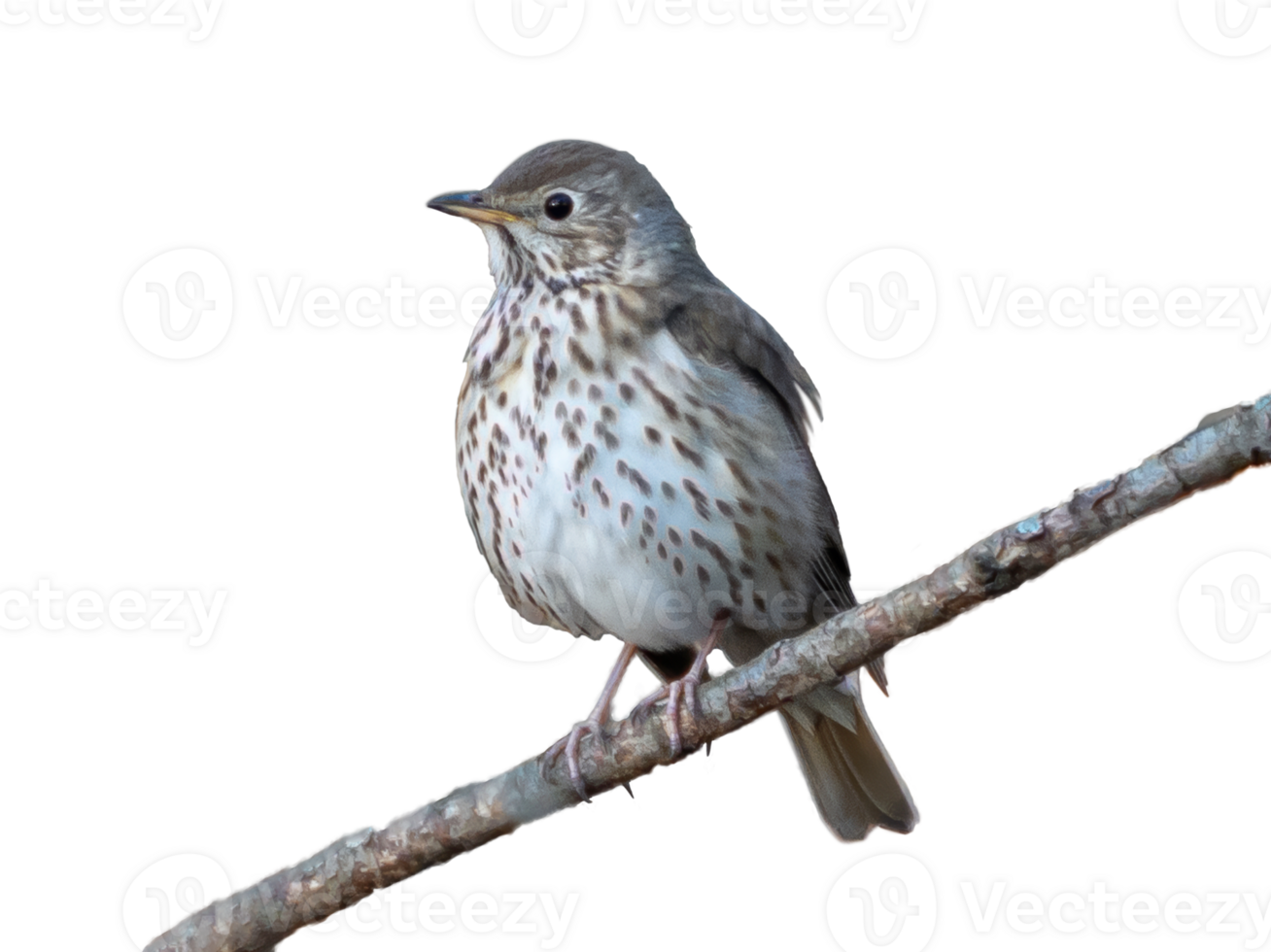 Song Thrush , Turdus philomelos isolated on transparent background. Wildlife, birdwatching, little song thrush on tree branch png