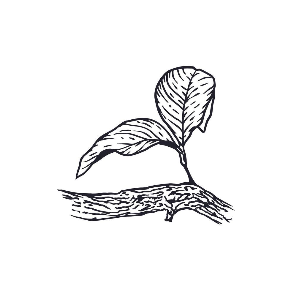 Branch with lemon leaves in graphic style. Sketch in black ink. Hand drawn illustration. For postcards, food and cosmetic labels, banners, posters. vector
