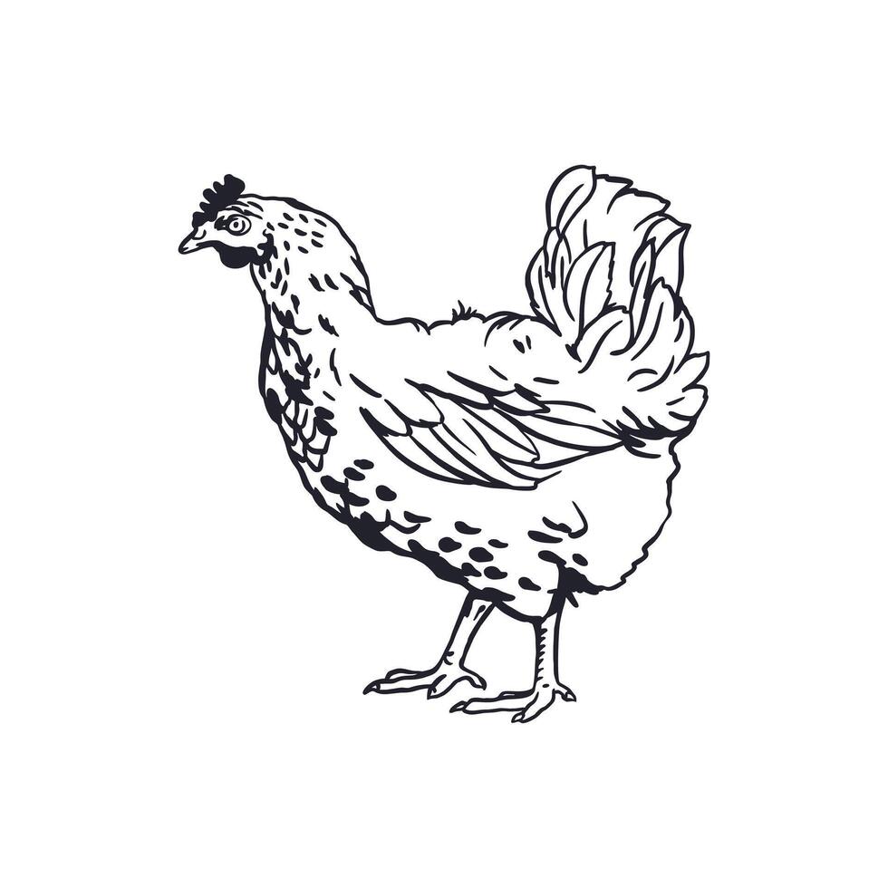 Chicken in graphic style. Black ink sketch. Hand drawn illustration of domestic farm bird. For greeting cards, labels, banners, posters. vector