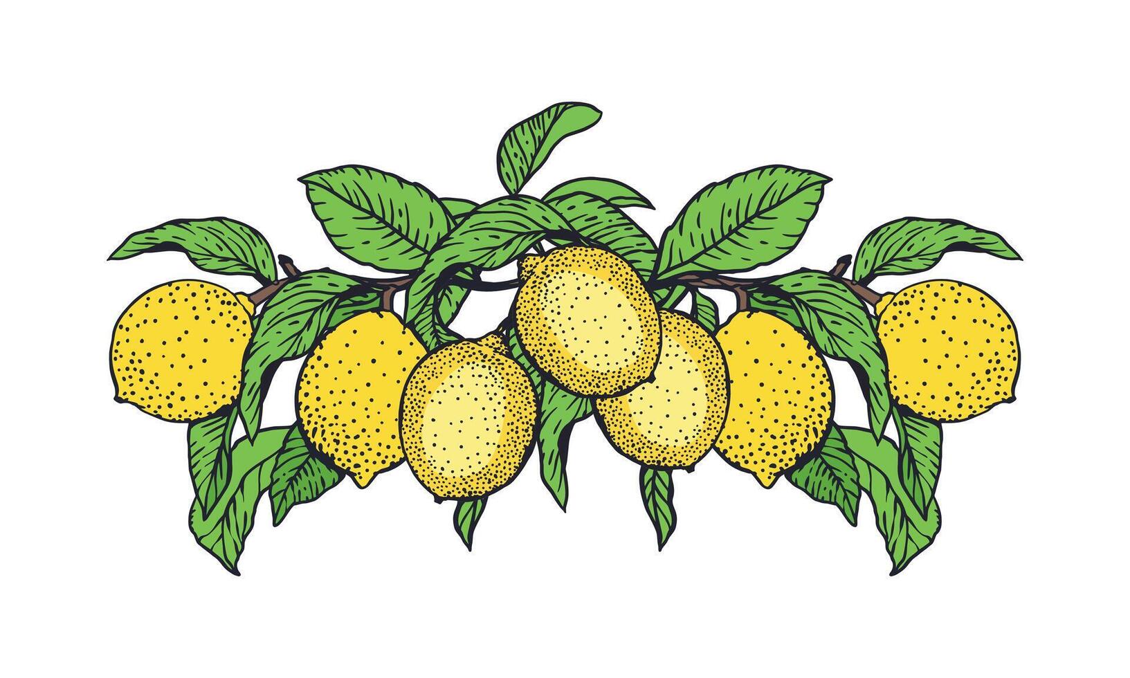 Lemons on a green leafy branch vector