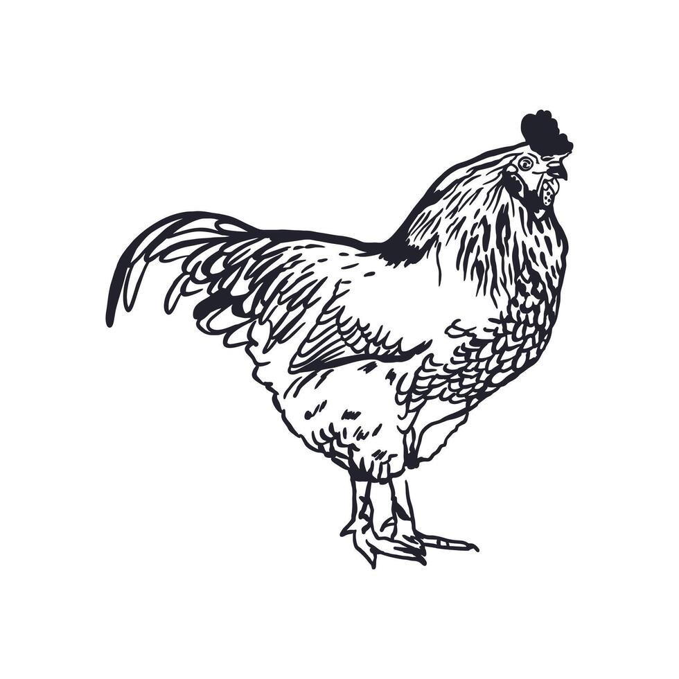 Rooster in graphic style. Black ink sketch. Hand drawn illustration of domestic farm bird. For greeting cards, labels, banners, posters. vector