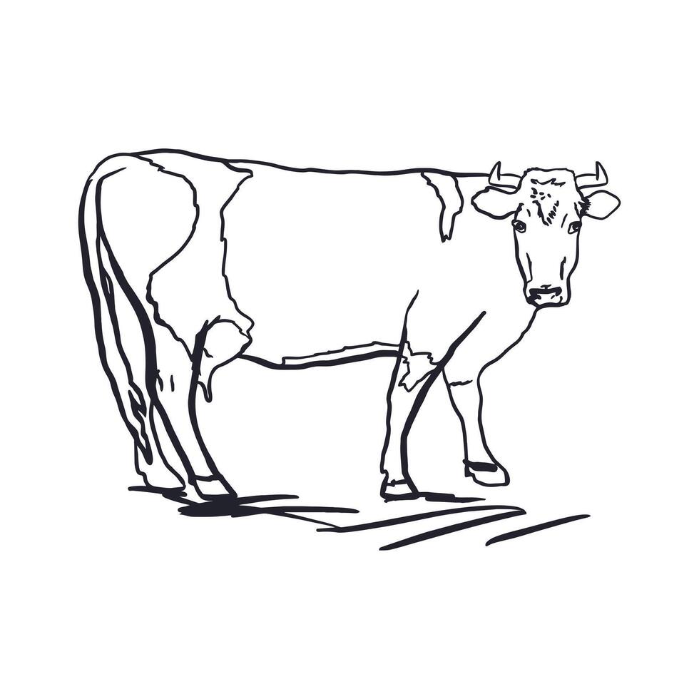 Cow in graphic style. Black ink sketch. Hand drawn illustration of domestic farm animal, cattle. For greeting cards, dairy labels, banners, posters. vector