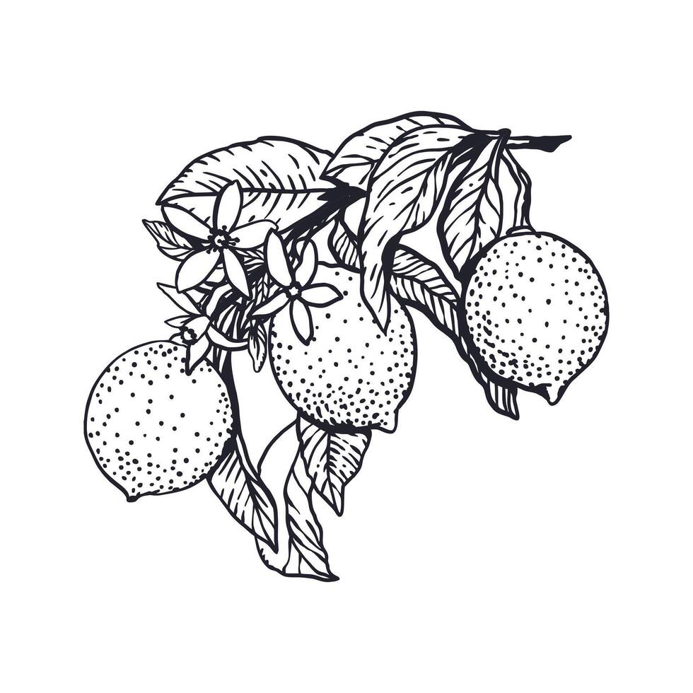 Lemons branch in graphic style. Fruits and leaves. Sketch in black ink. Hand drawn illustration. For greeting cards, food and cosmetic labels, banners, posters. vector