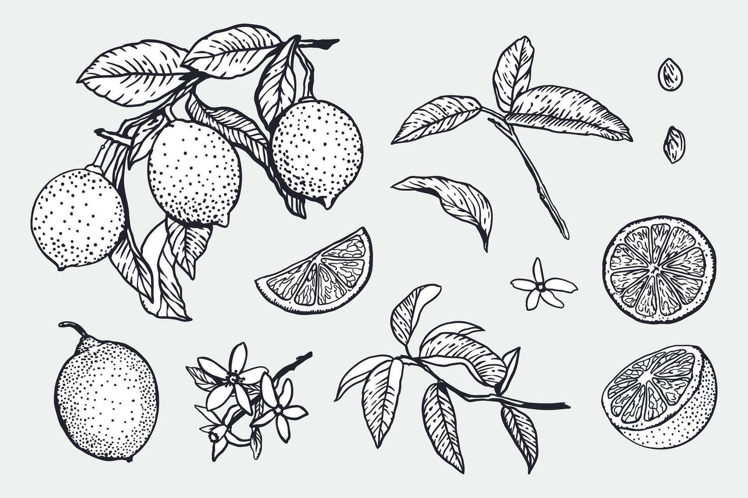 Lemons set in graphic style. Whole fruits and slices, flowers, leaves, twig. Sketch in black ink. Hand drawn illustration. Food and cosmetic labels, banners. Jam and lemonade packaging design. vector