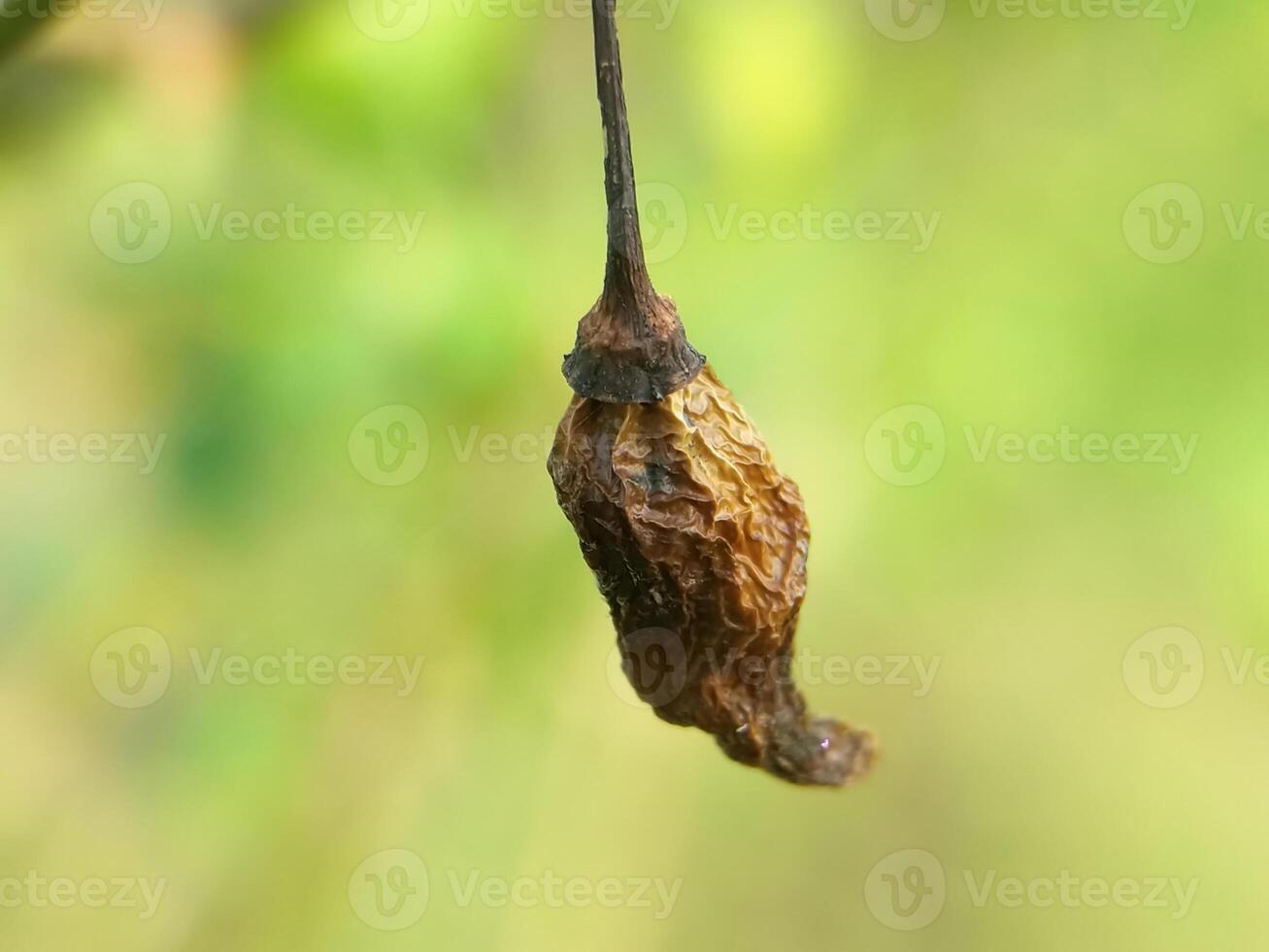 Natural Drying Process of a Chili Pepper in Focus photo