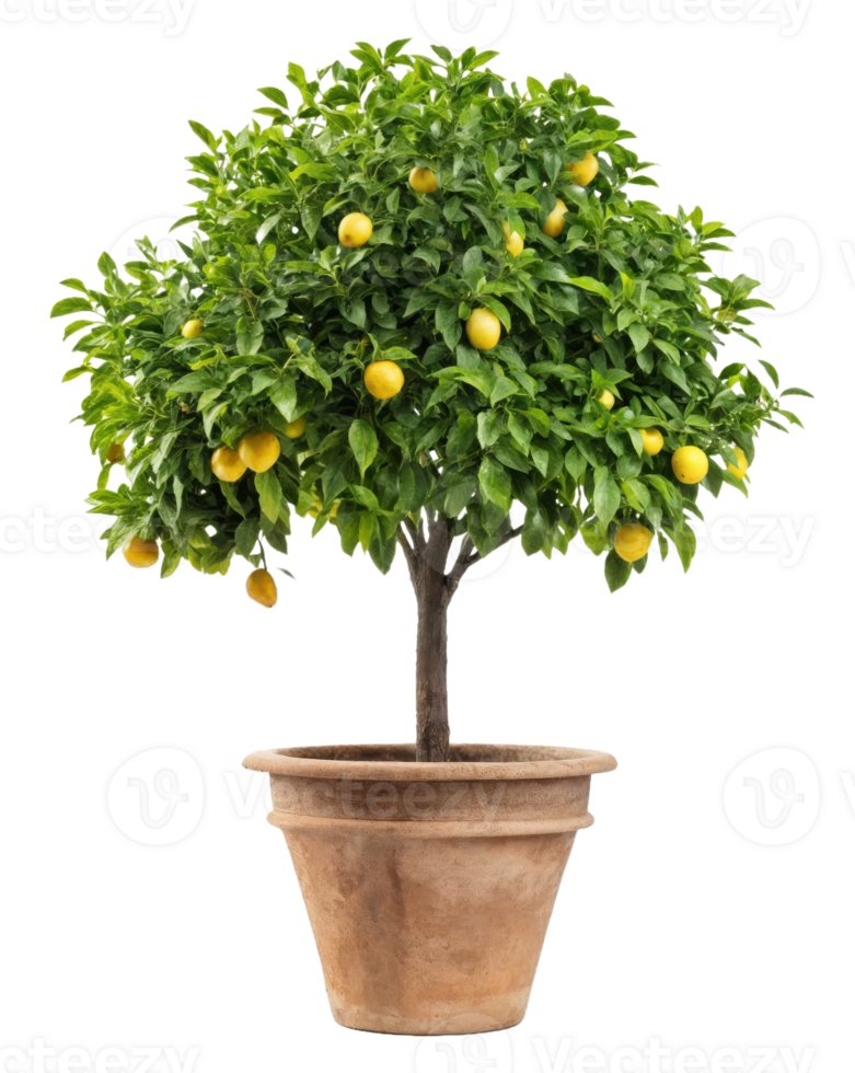 A potted lemon tree in a pot png