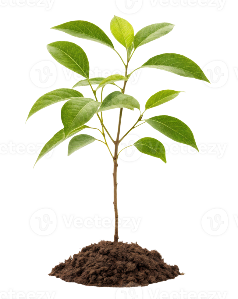 A small plant is growing in the dirt png