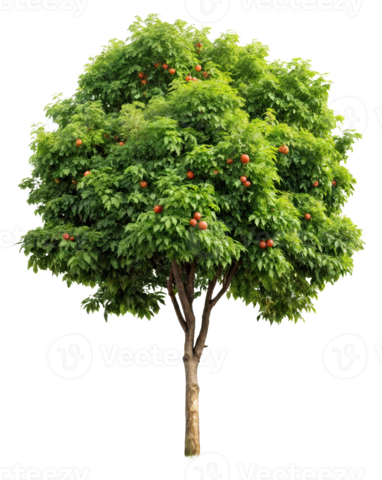A tree with red berries on it png