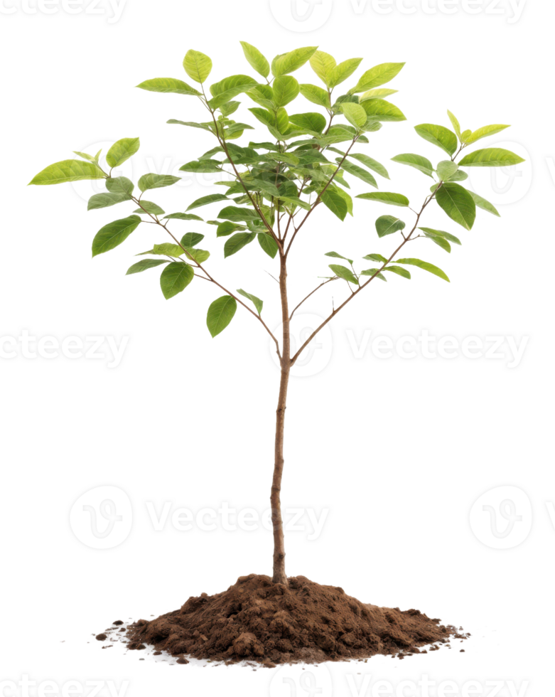 A small tree is growing in the dirt png