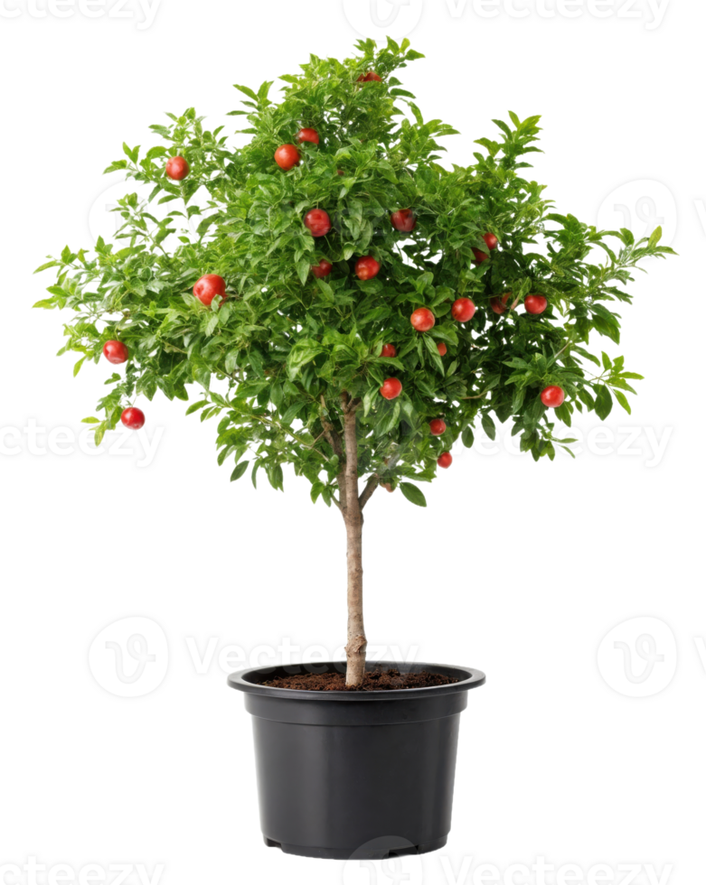 A pomegranate tree in a black pot png