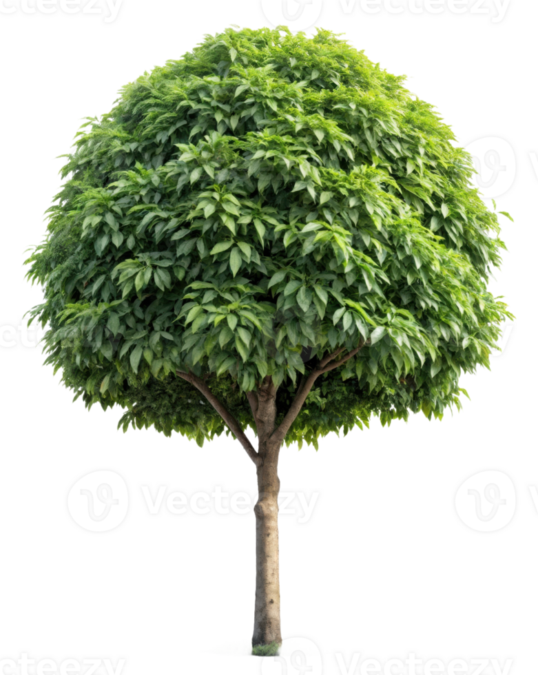 A tree with green leaves on it png