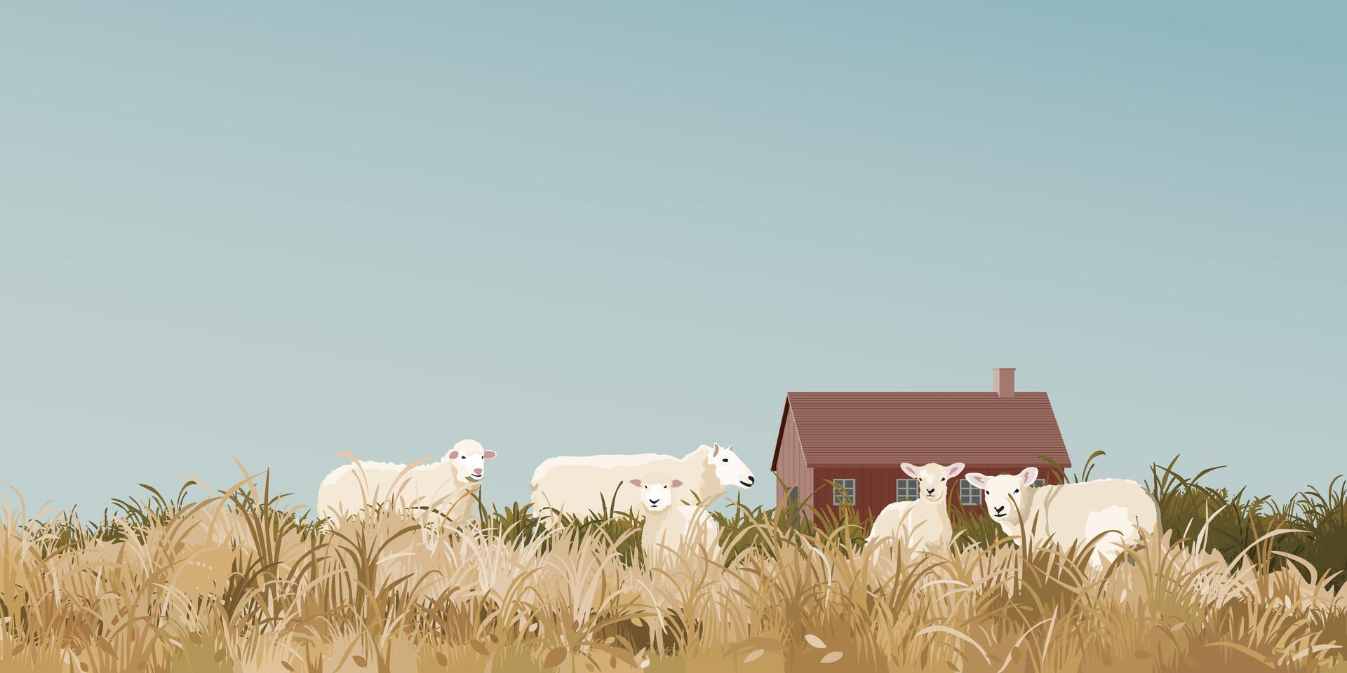 Sheep near a farmhouse in a field vector