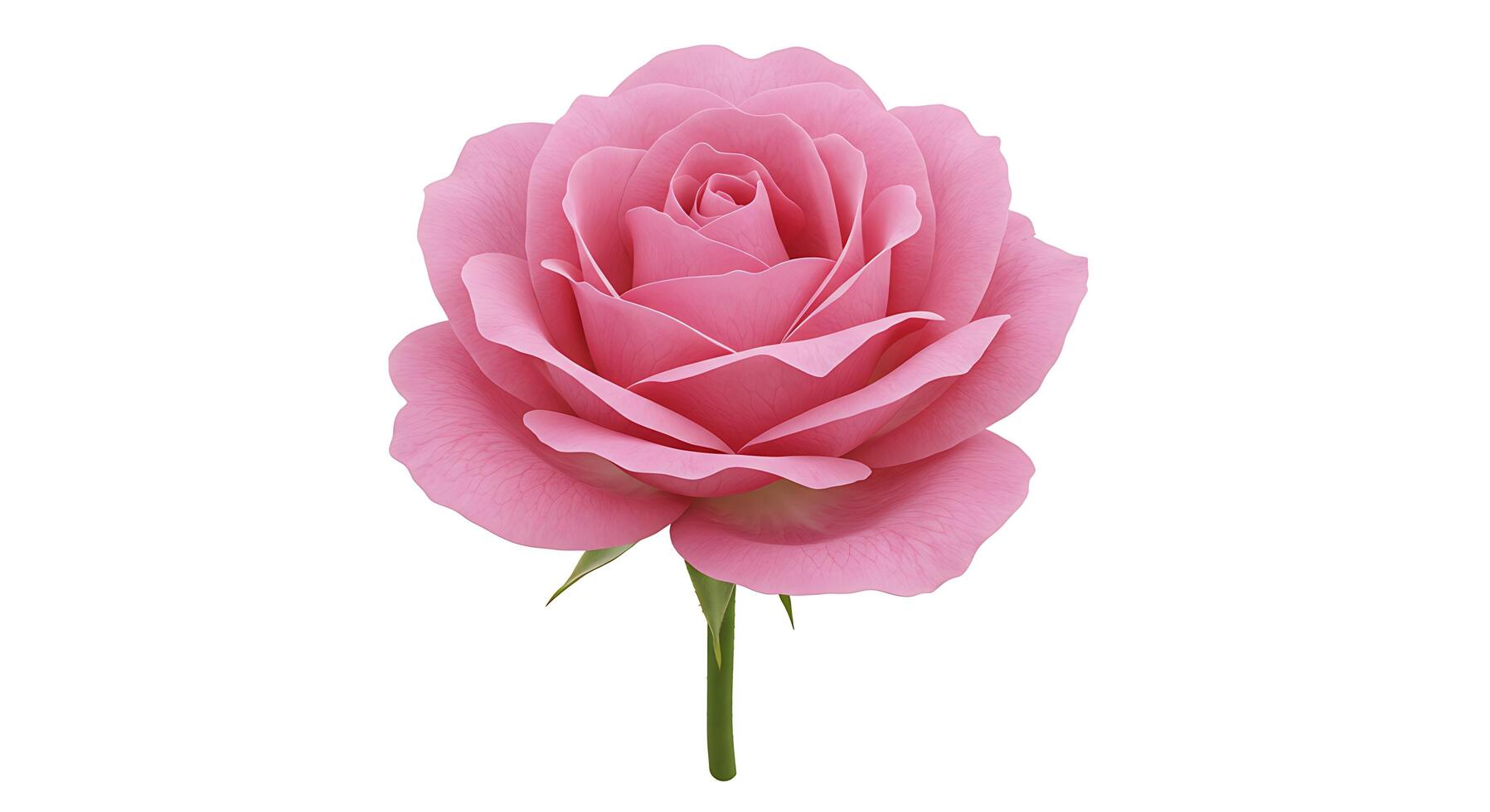 Beautiful pink rose isolated on white background photo