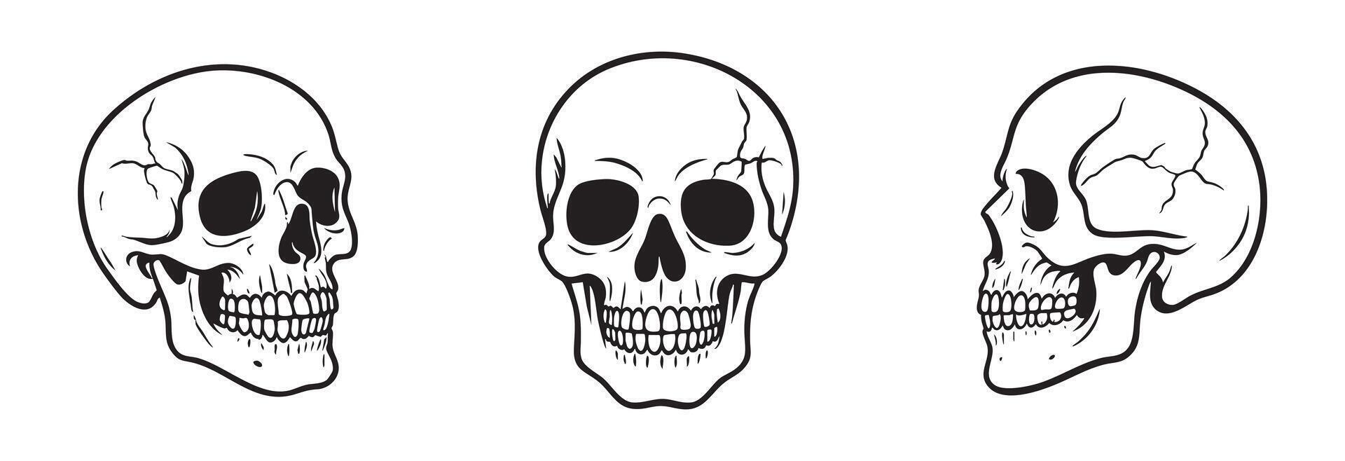 Human Skulls set in different angles isolated on white background, graphic illustration in black outline. concept of anatomy, human bone structure, science, Halloween decor, design element, sketch vector