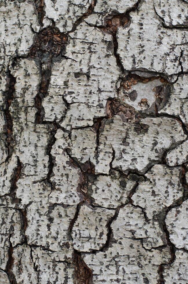 Grunge Texture of Tree Trunk in Close Up Detail for Textural Background photo
