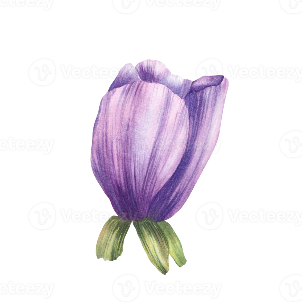 Closed bud of anemone flower with green leaves Hand painted watercolor. Purple realistic bud, floral violet element perfect for invitations, greeting cards, wedding. Isolated from background clipart png