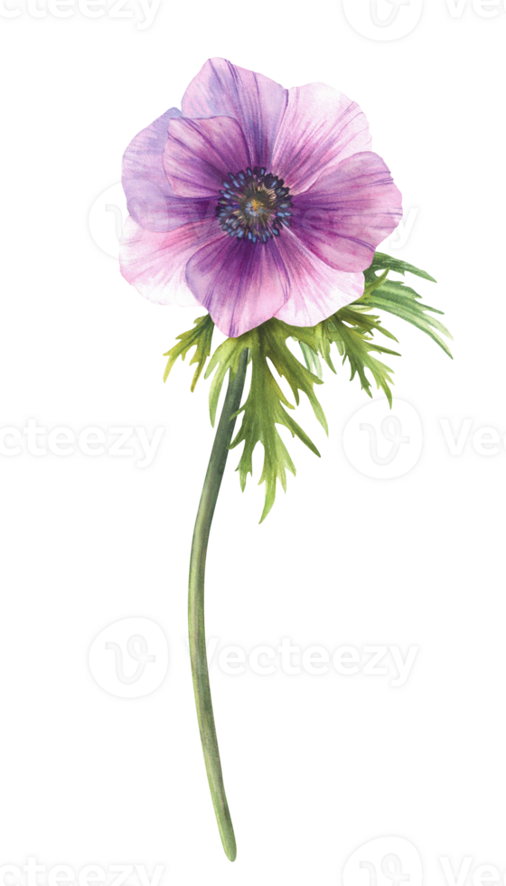 Anemone watercolor purple blue flower with stem, green leaves. Pink and violet bud and petal floral clipart. Isolated background realistic hand painted sketch illustration for greeting card design png
