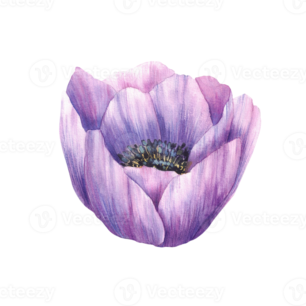Violet flower. Anemone hand painted watercolor realistic illustration. Purple blooming buds, floral mauve element for invitations, greeting cards, wedding. Isolated from background botanical clipart png