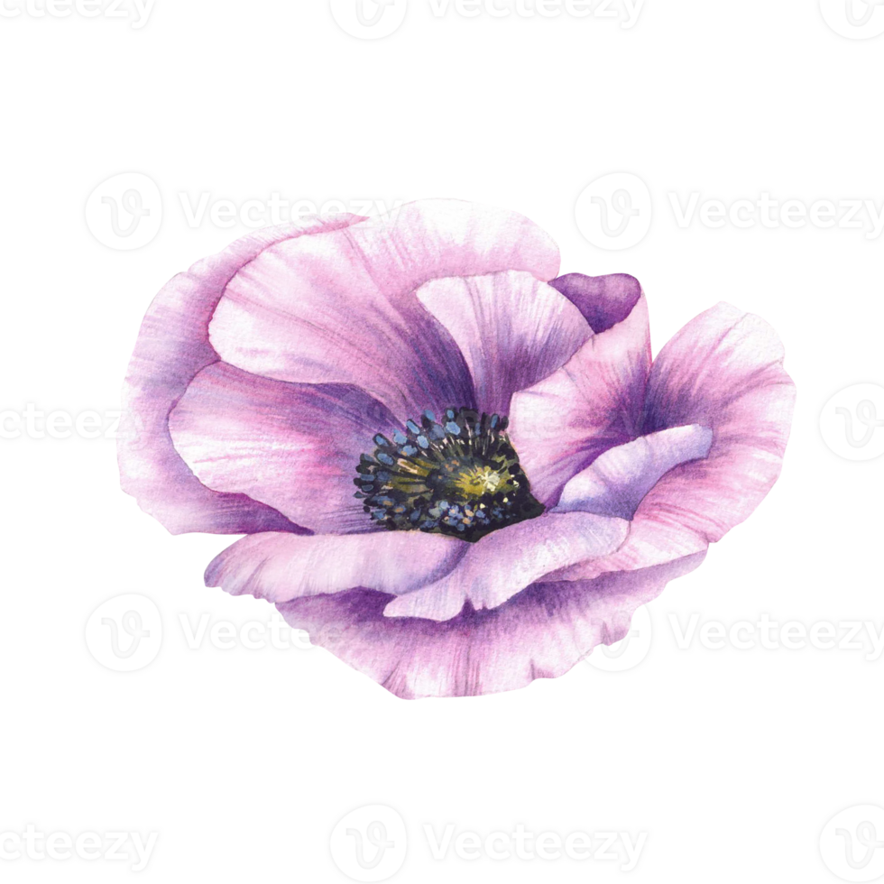 Purple flower. Anemone botanical hand painted watercolor illustration. Pink violet blooming buds. Elegant elements for wedding invitations, greeting card. Isolated from background botanical clipart png