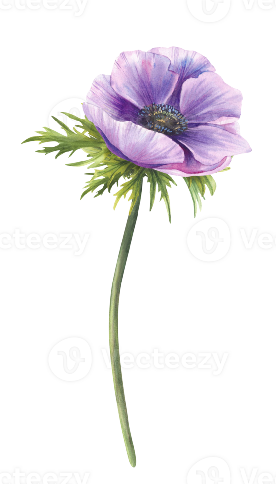 Anemone purple blue flower with stem, green leaves. Watercolor Pink and violet bud on isolated background. Realistic hand painted cute illustration for greeting, wedding invitation, card floral design png