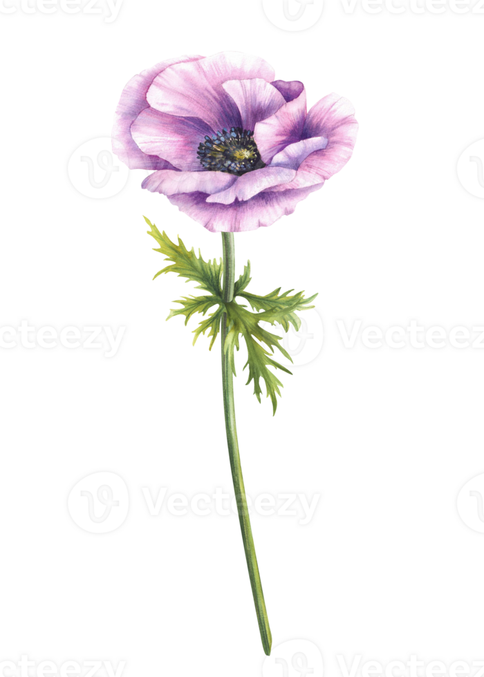 Watercolor Anemone purple flower with stem and green leaves. Pink and violet bud on isolated background. Realistic hand painted botanical illustration for greeting, invitation card, floral design. png