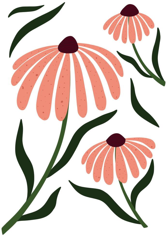 Simple hand drawn illustration of echinacea flowers with elongated pink petals and dark centers. Perfect for prints, posters, and natural-themed designs. vector