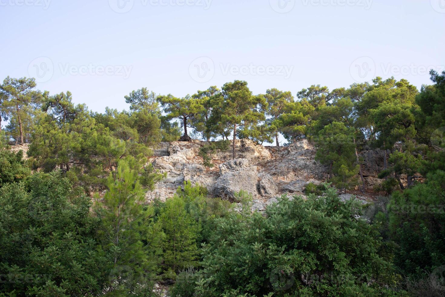 Lush green trees atop rocky cliff under clear blue sky in serene natural landscape photo