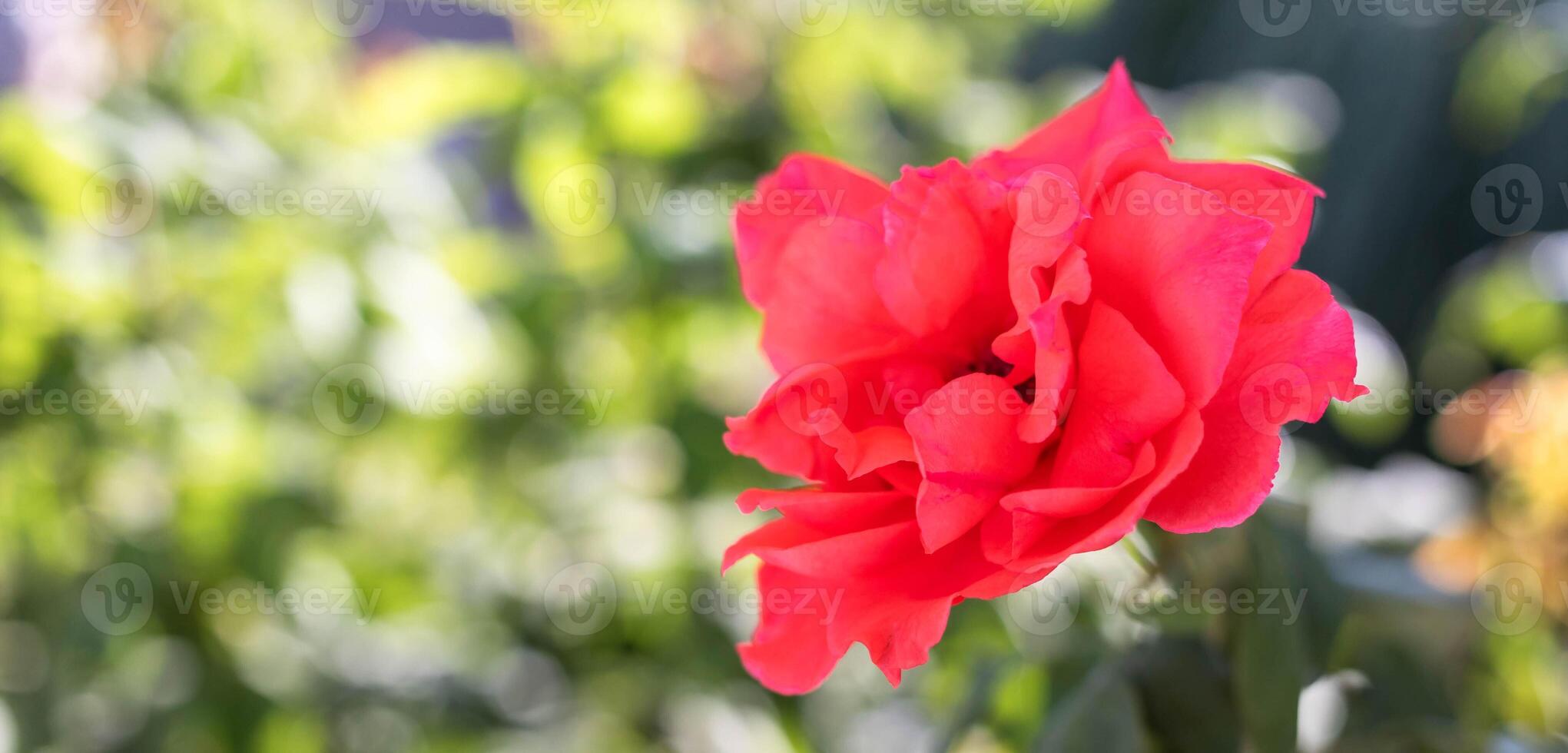 Vibrant red rose blooming amidst lush green foliage in a sunny garden setting photo