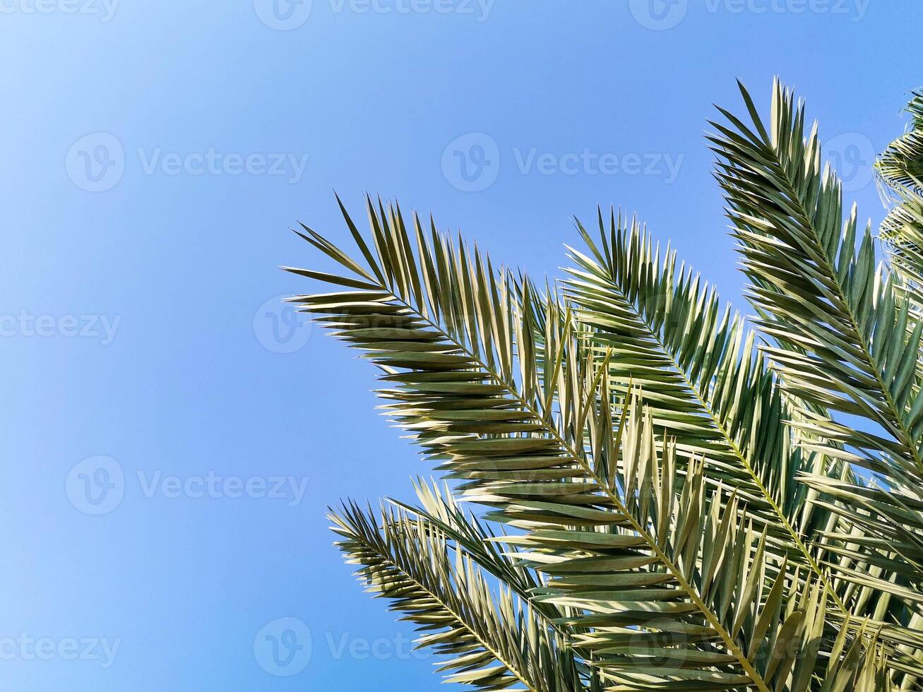 Lush green palm leaves against a clear blue sky creating a tropical atmosphere and serenity photo