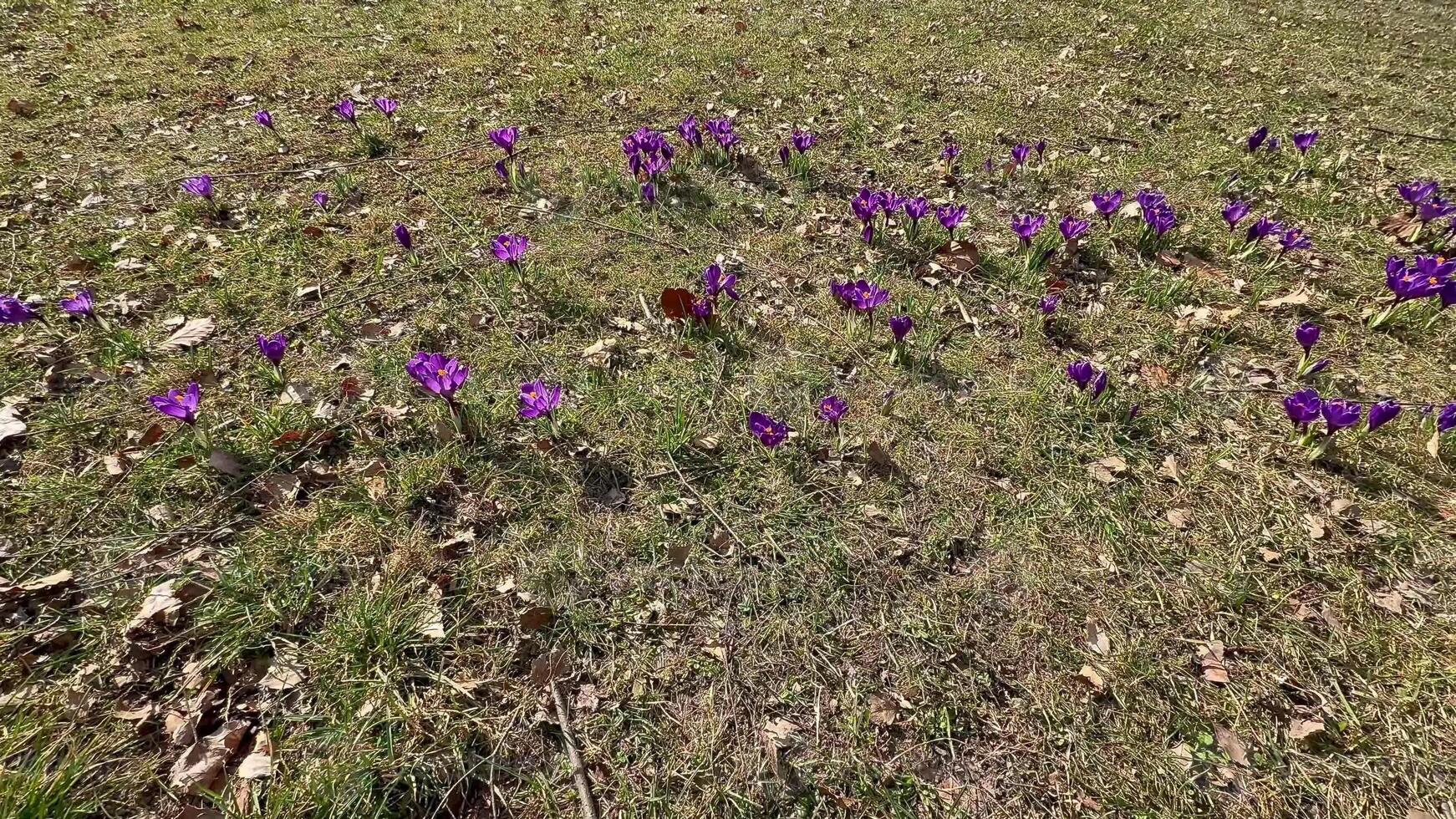 Beautiful purple crocus flowers gracefully flourish on a lush green field, joyfully signaling the arrival of springtime photo