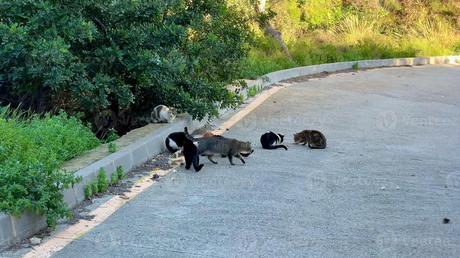 A cheerful group of playful cats gathered in a scenic area, happily enjoying their time on a quiet road photo