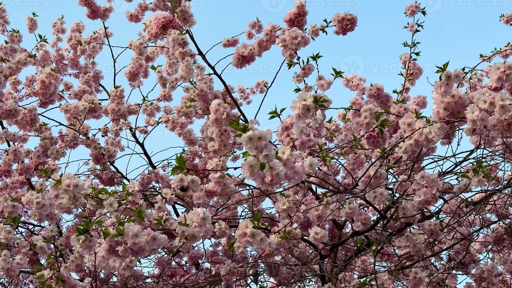 A serene display of pink cherry blossoms blooming under a clear blue sky, symbolizing springs beauty photo