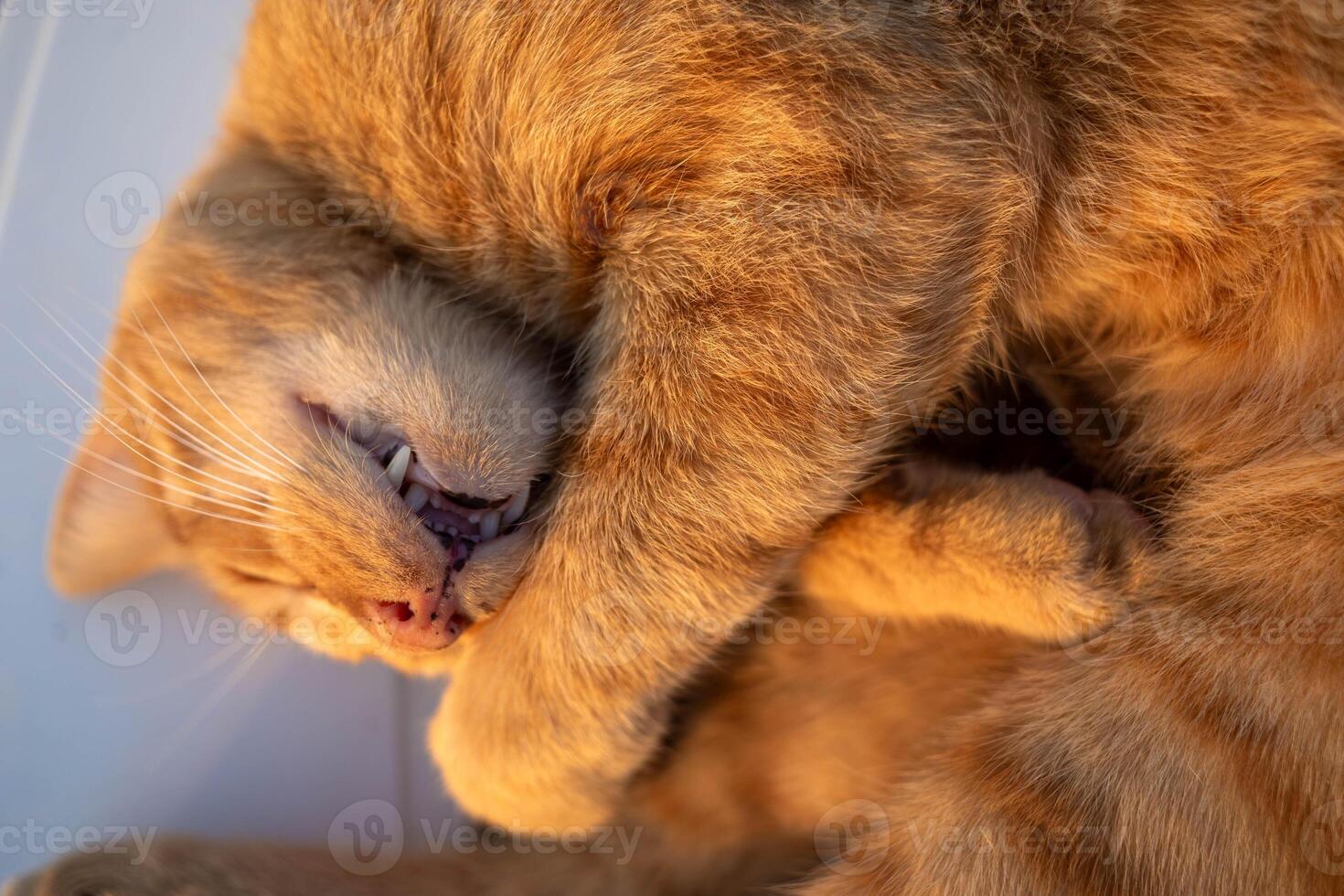 Ginger cat curled up sleeping peacefully in a cozy position with soft fur and warm sunlight photo