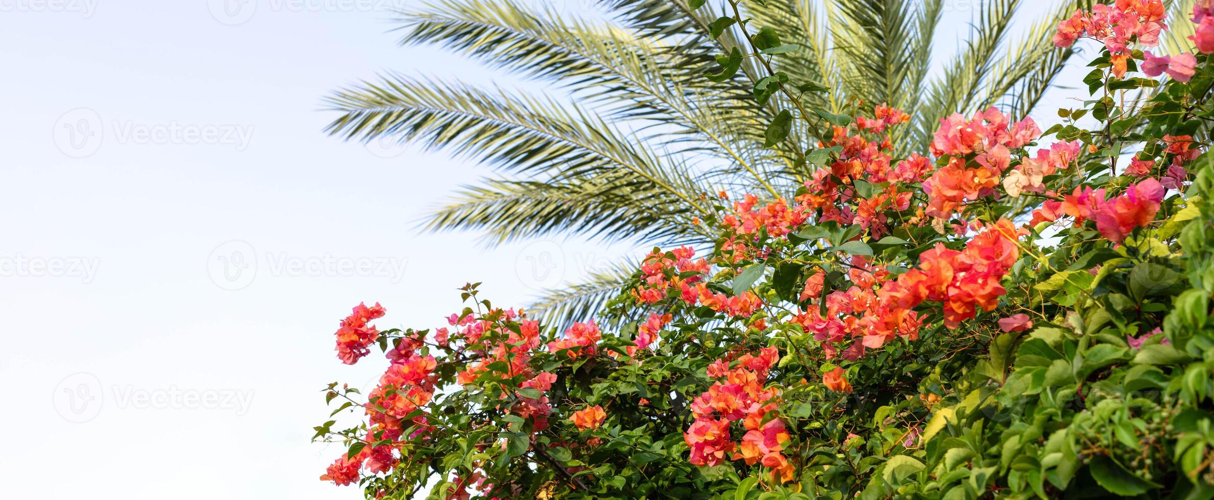 Vibrant tropical flowers and palm leaves against a clear blue sky in a lush garden setting photo