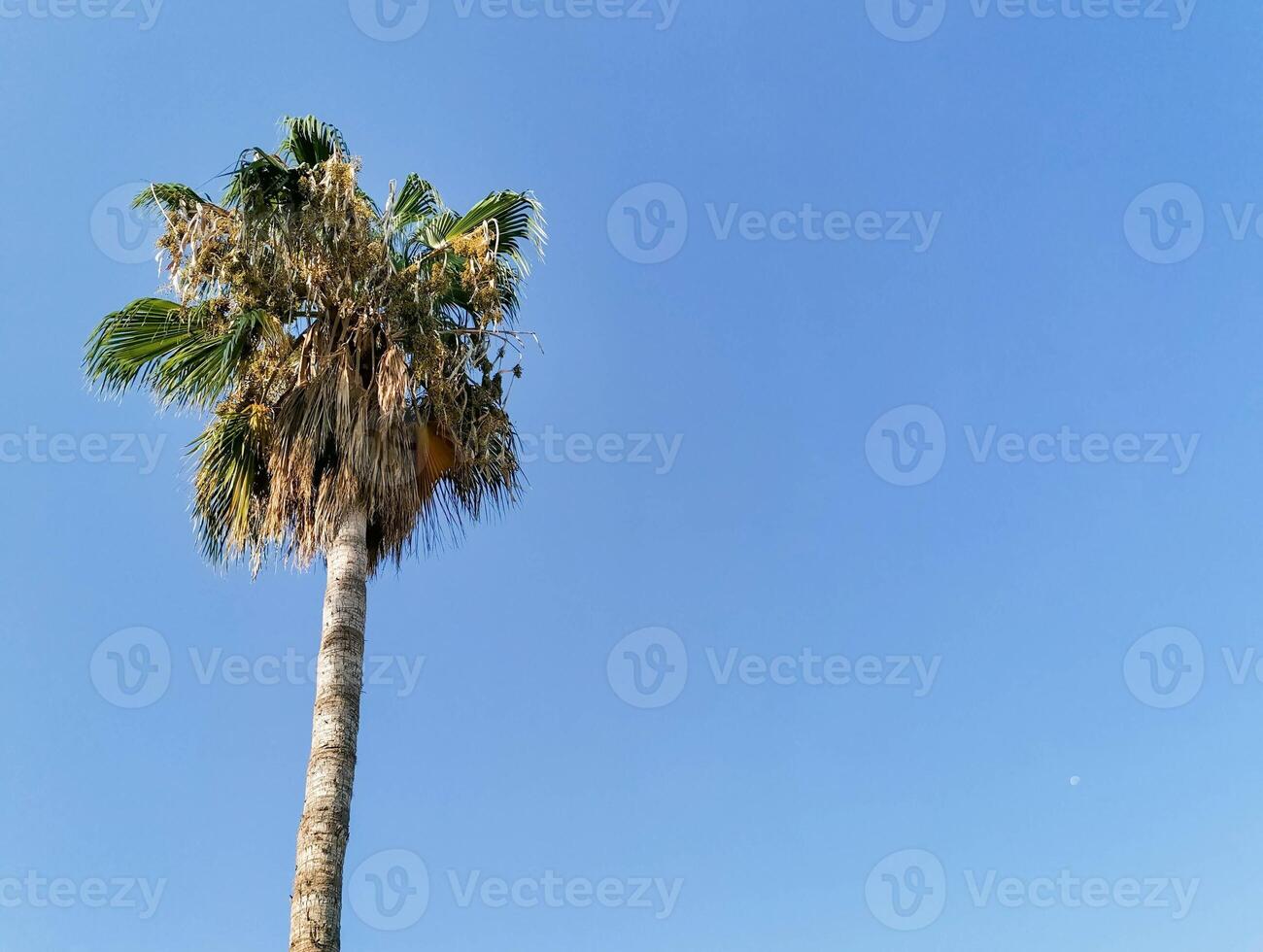 Tall palm tree against a clear blue sky showcasing tropical beauty and natural serenity photo