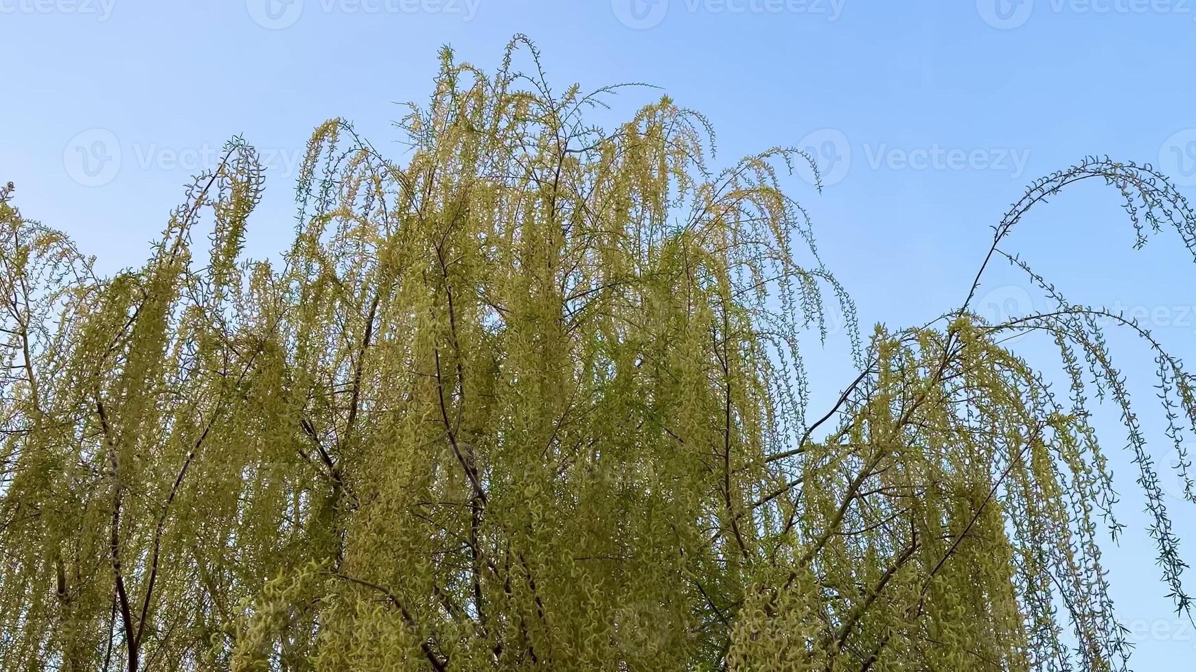 A peaceful and serene view captures a lush willow tree with cascading branches swaying against a clear blue sky photo
