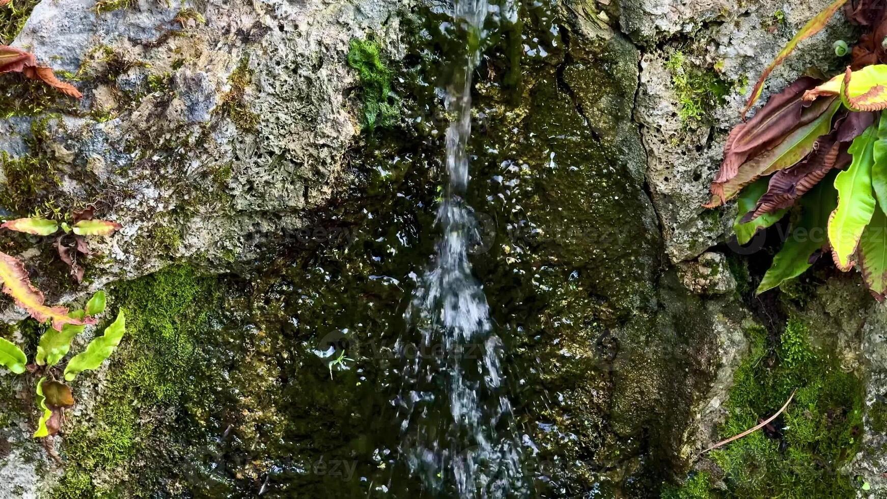 A peaceful and serene stream flows gently over rocky terrain, surrounded by vibrant green moss and lush foliage photo