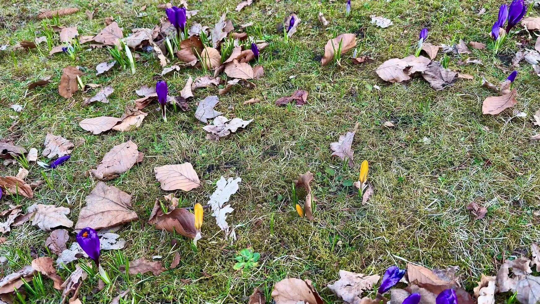 Vibrant purple crocus flowers are emerging beautifully in springtime, surrounded by dry autumn leaves on green grass photo
