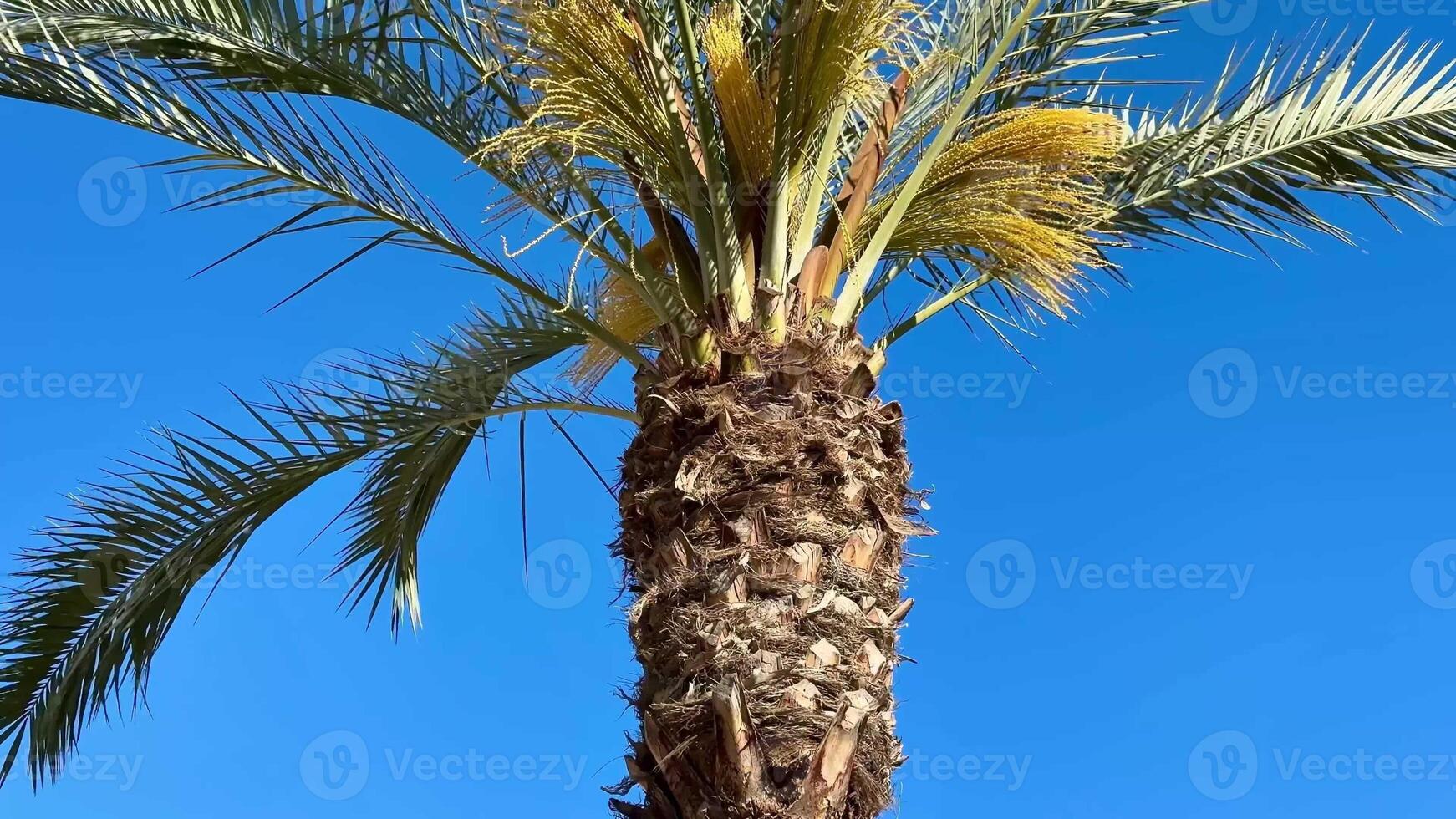 A beautiful palm tree stands tall with vibrant green leaves and yellow blooms against a clear blue sky photo