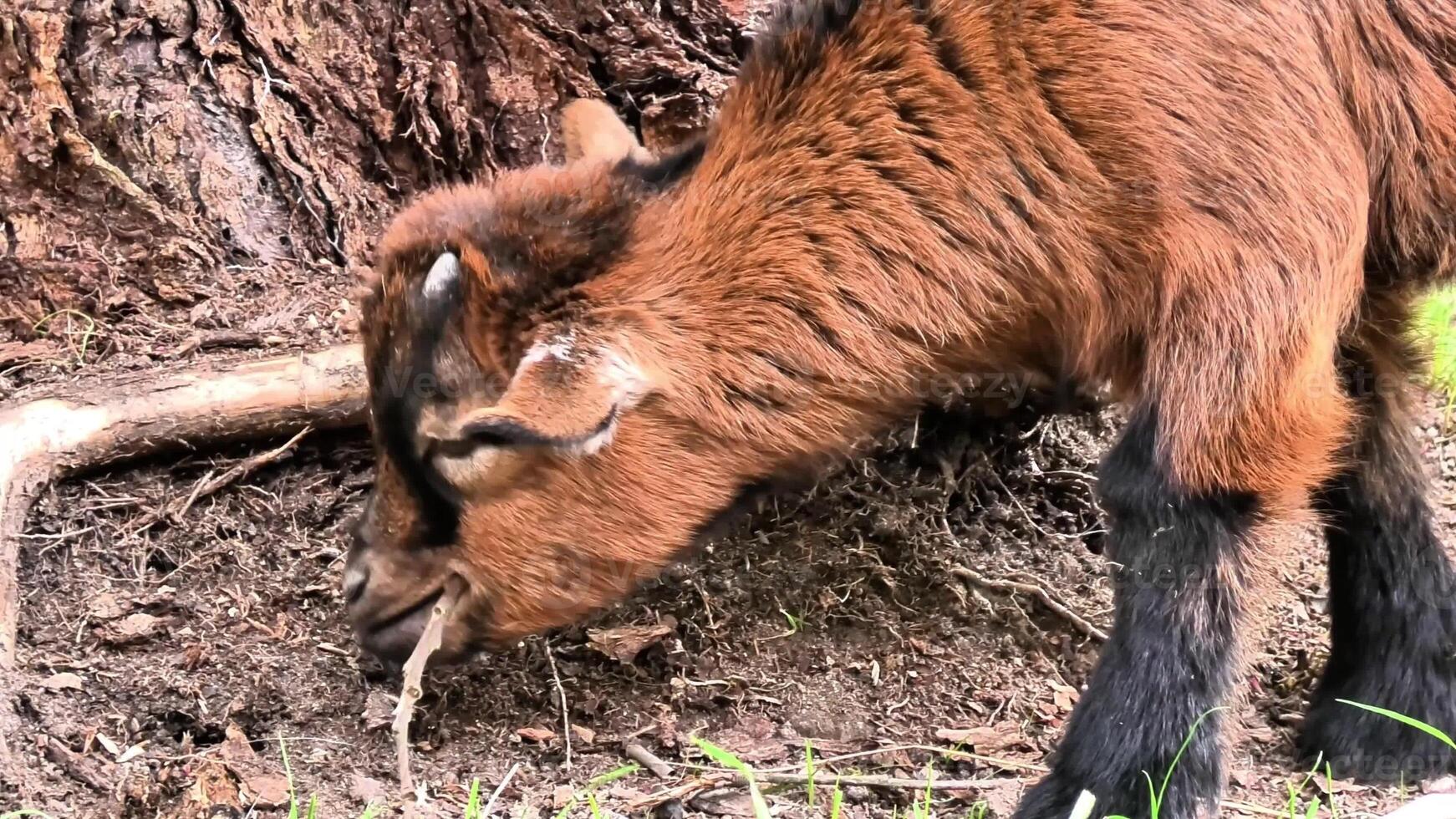 A goat enthusiastically digging into the soil near tree roots, showcasing its natural behavior of foraging photo