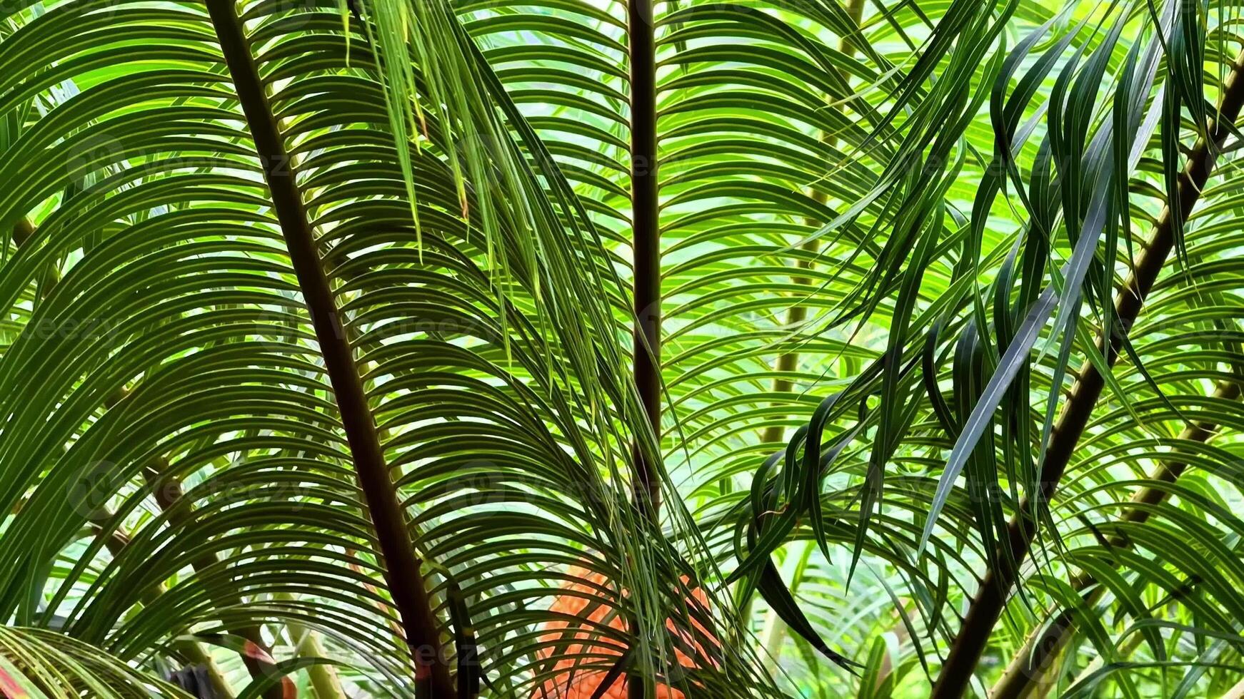 Explore the lush, green palm foliage surrounded by a vibrant tropical setting, enriched with captivating details photo