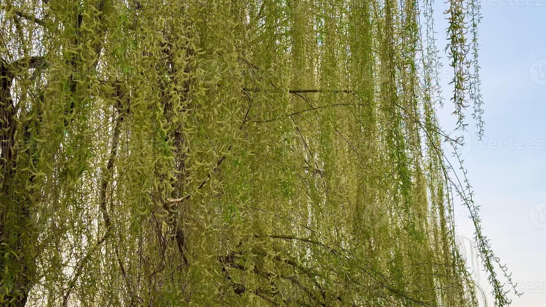 A captivating view of a willow trees lush, cascading green branches swaying gracefully in the gentle breeze photo
