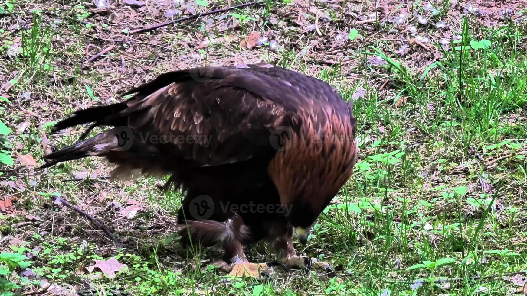 A majestic and powerful golden eagle skillfully hunts in the wild, showcasing its remarkable predatory skills photo