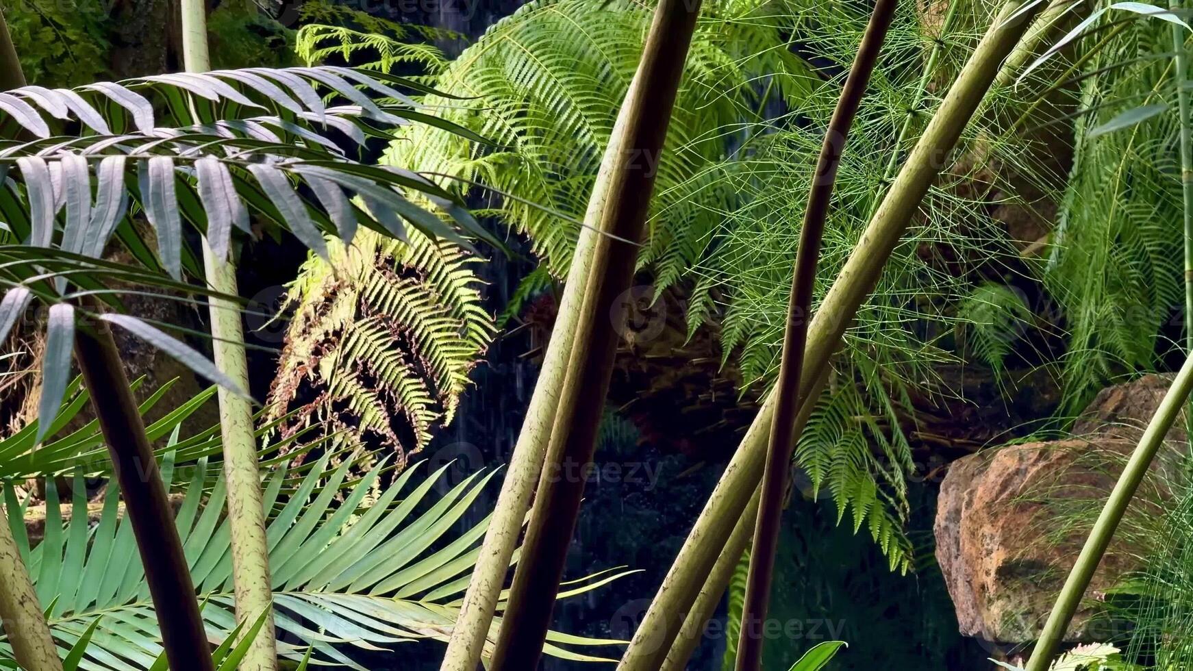 Experience and immerse yourself in the tranquility of vibrant ferns beautifully arranged in a lush tropical setting photo