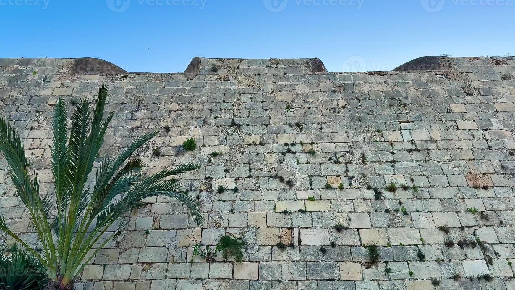 A weathered and aging stone wall, beautifully adorned with thriving greenery, showcasing natures reclamation photo