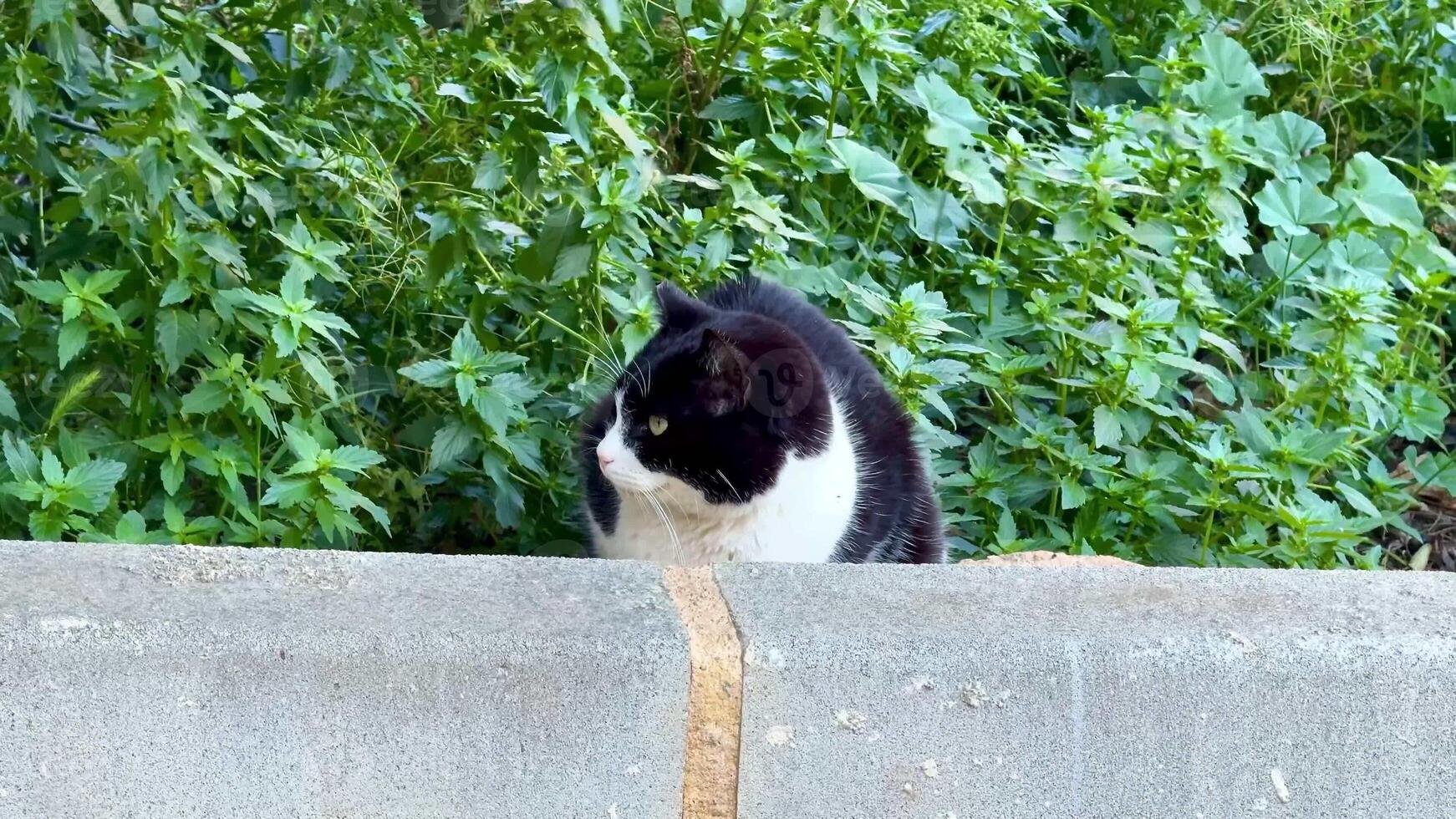 A curious black and white cat sits watchfully, observing its colorful surroundings amidst lush greenery all around photo